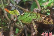 池州云南南滚河保护区首次发现红唇棘蜥