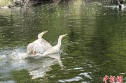 池州吉林：罕见白鸬鹚连续两年“故地重游”